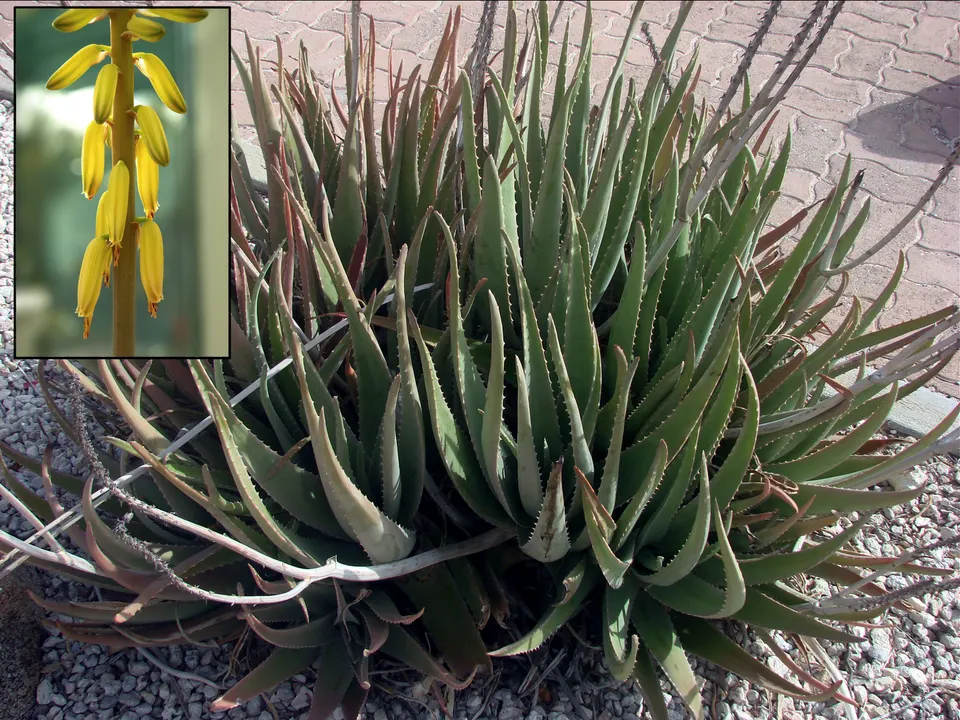 Aloe vera (Aloe vera)
