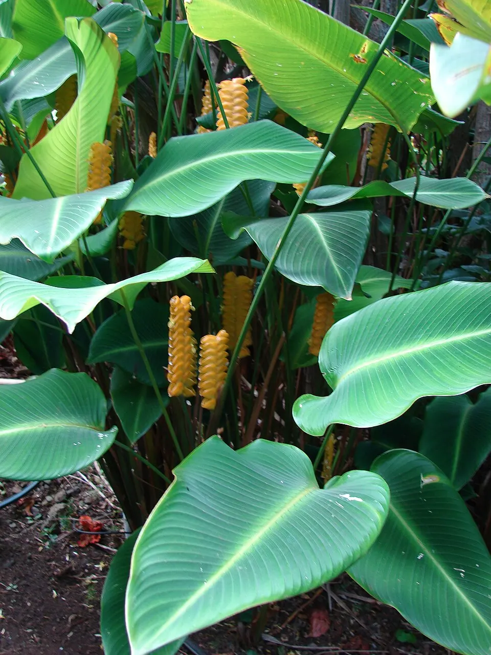 Calathea (Goeppertia spp. (formerly Calathea))