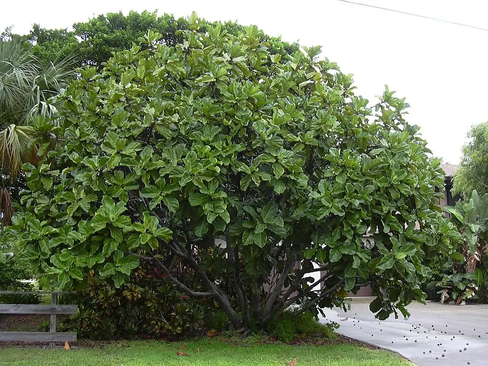 Fiddle-leaf fig (Ficus lyrata)
