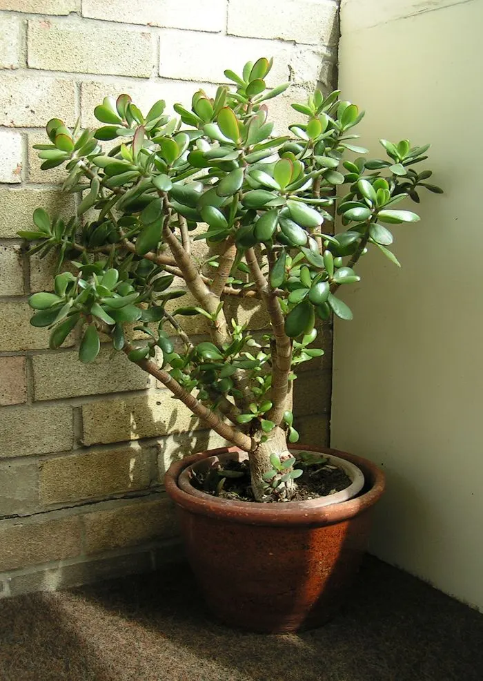 Jade plant (Crassula ovata)