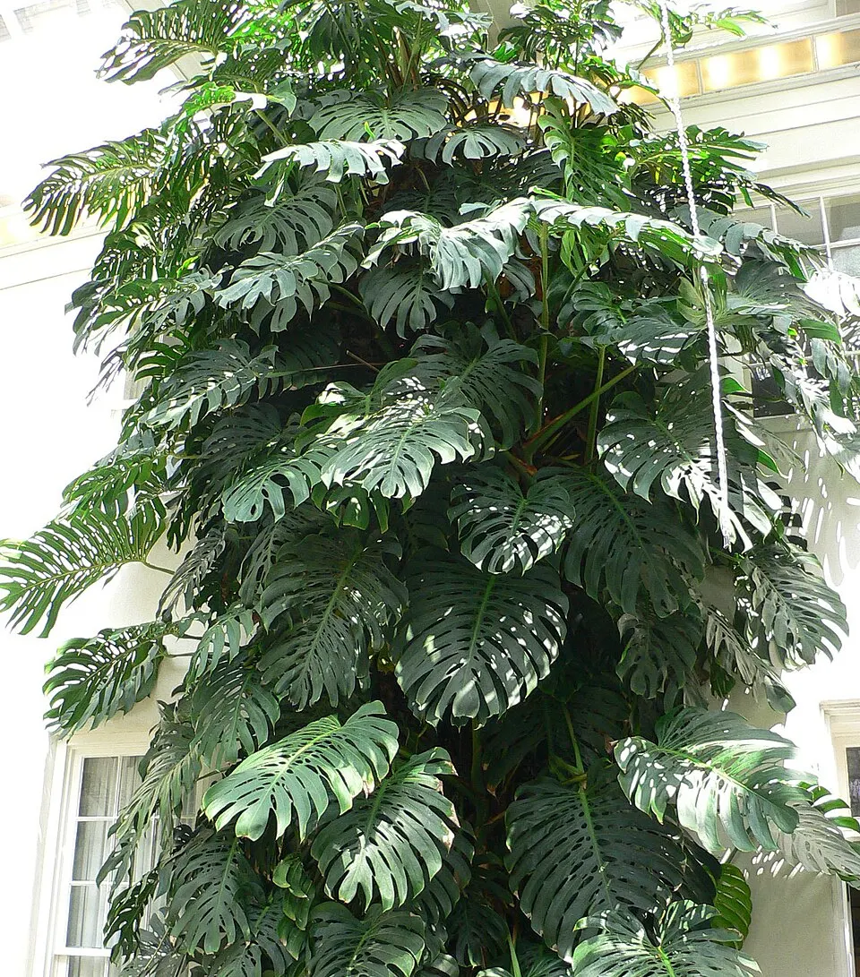 Monstera (Monstera deliciosa)