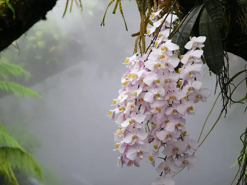 Moth orchid (Phalaenopsis spp.)