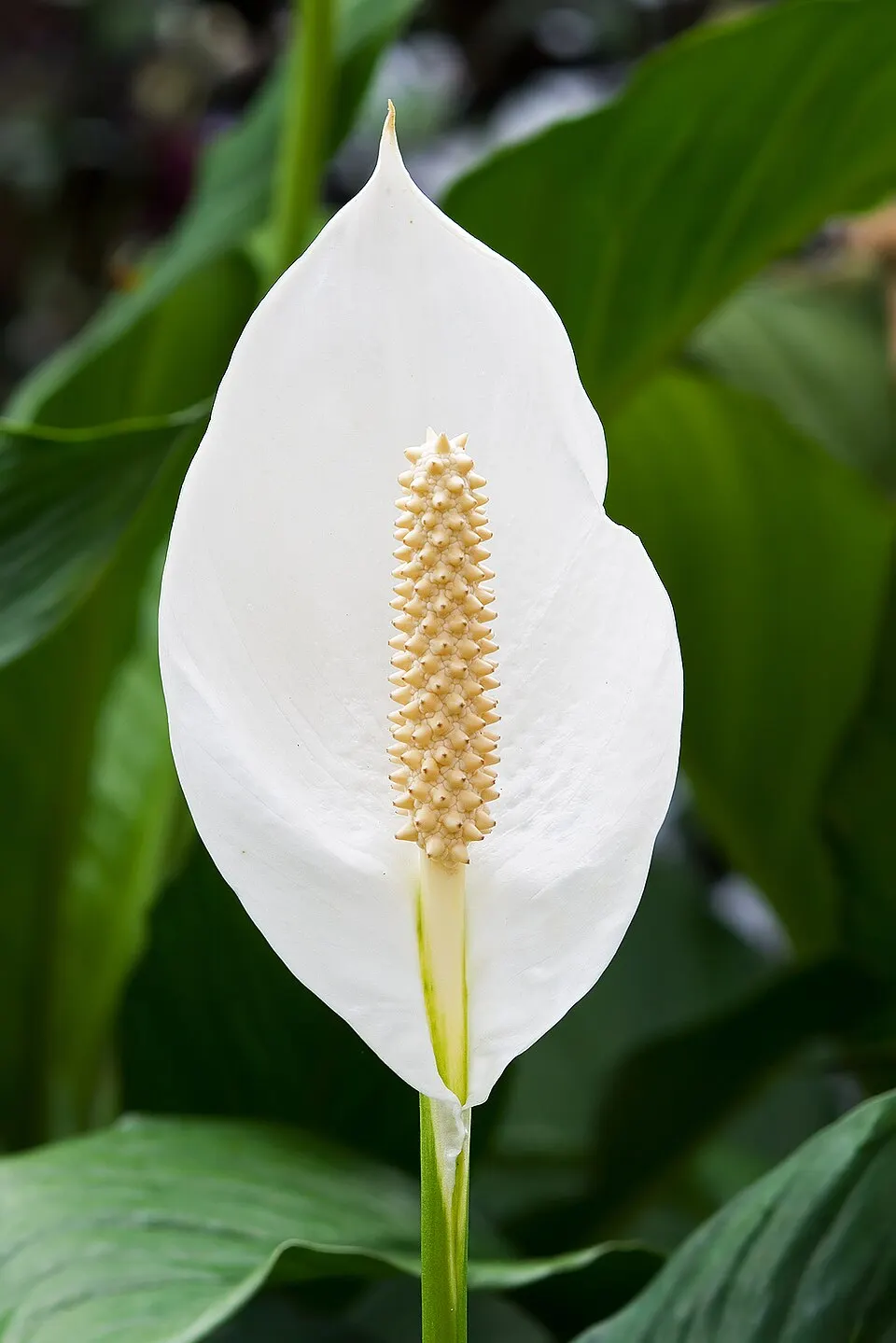 Peace lily (Spathiphyllum spp.)