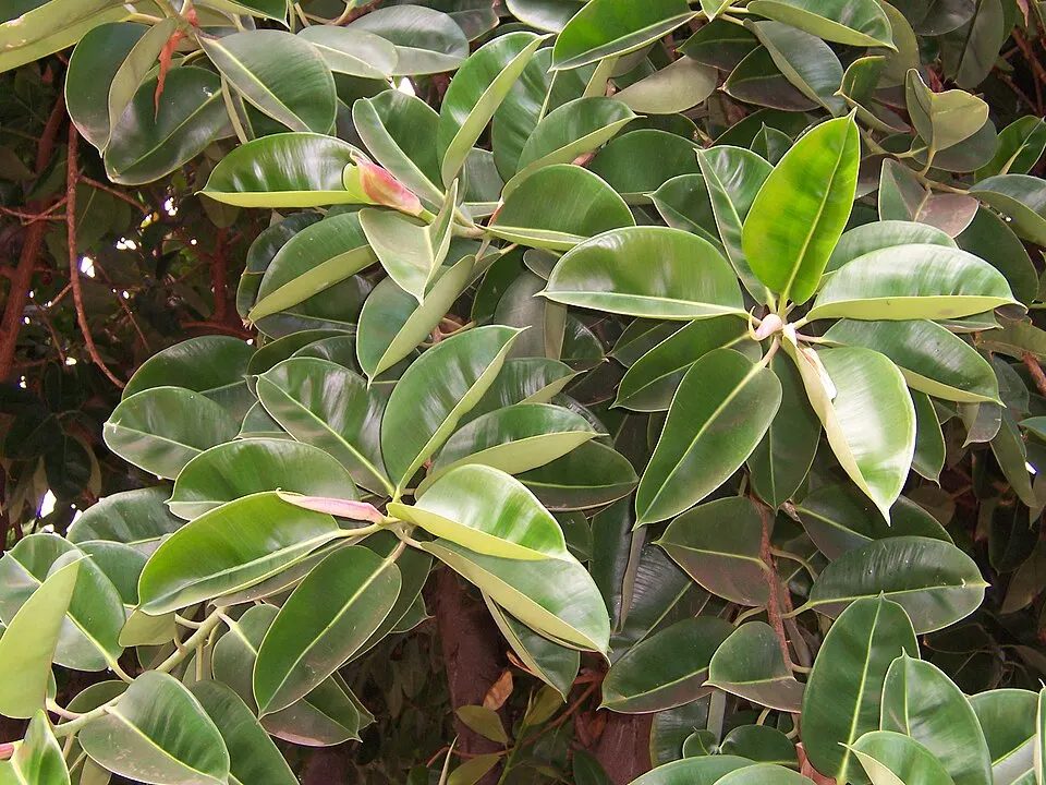 Rubber plant (Ficus elastica)