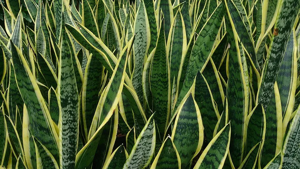 Snake plant (Dracaena trifasciata)