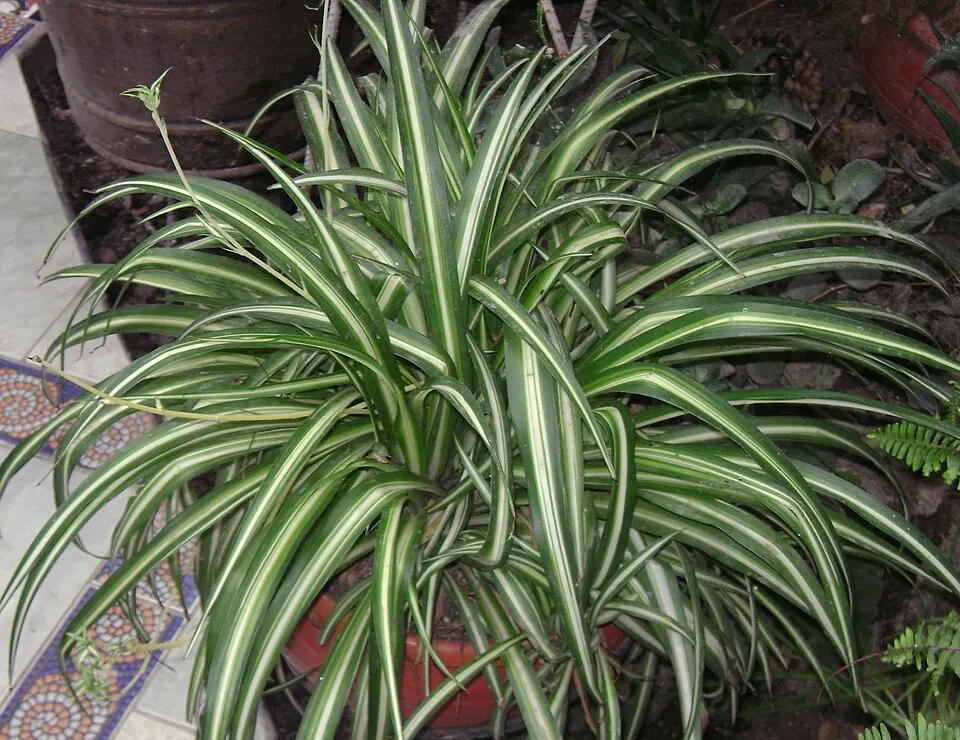 Spider plant (Chlorophytum comosum)