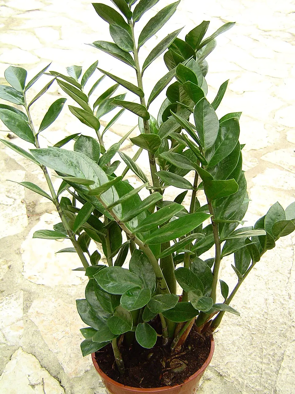 ZZ plant (Zamioculcas zamiifolia)